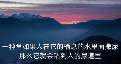 一種魚如果人在它的棲息的水里面撒尿那么它就會鉆到人的尿道里