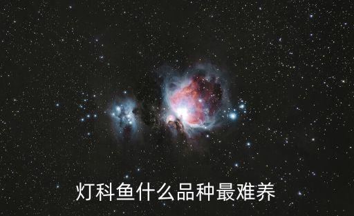 燈科魚什么品種最難養