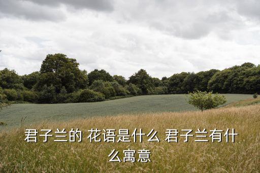 君子蘭的花語,君子蘭寓意美好葉子比較厚象征著堅硬和剛毅
