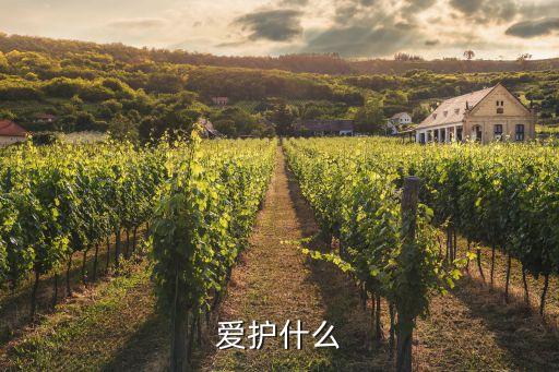 愛護什么，很關切 很愛護叫什么愛