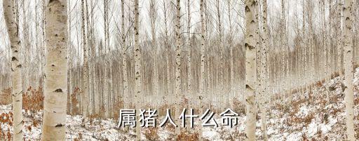 屬豬的什么命，屬豬五行是什么