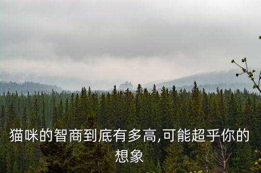貓咪的智商到底有多高,可能超乎你的想象
