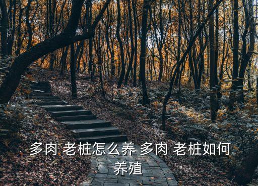 多肉老樁,如何快速養(yǎng)老樁?一文看懂