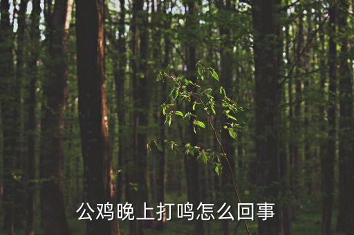 公雞半夜打鳴，公雞在半夜打鳴是什么原因