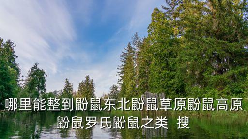 草原鼢鼠，哪里能整到鼢鼠東北鼢鼠草原鼢鼠高原鼢鼠羅氏鼢鼠之類  搜