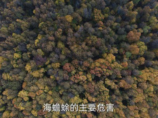 海蟾蜍，海蟾蜍如何分辨公母