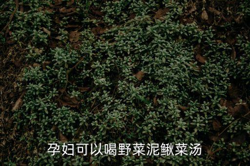 孕婦可以吃野菜嗎，孕婦可以喝野菜泥鰍菜湯