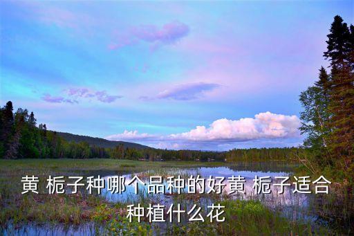 大葉梔子,大小葉梔子和梔子哪個好養(yǎng)呢?