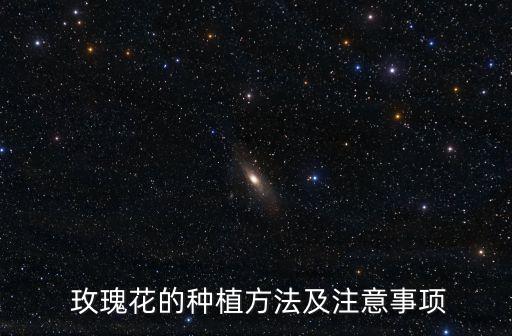 玫瑰苗,玫瑰用途廣泛價值1.52公斤當金花