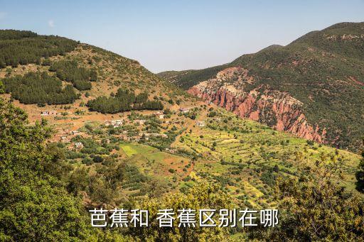 芭蕉和香蕉的區別,香蕉:喜高溫水果比芭蕉短一截