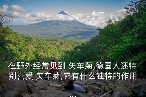 藍色矢車菊,你知道這些嗎?