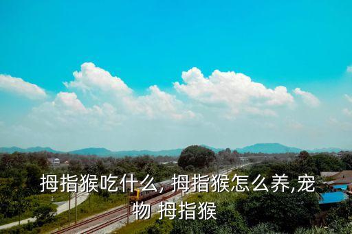 拇指猴,世界最小猴子猴,可以養不違法