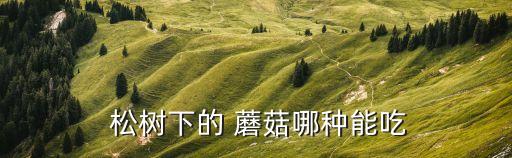  松樹下的 蘑菇哪種能吃