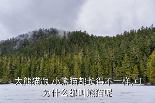 小熊貓和大熊貓的區別,大熊貓和小熊貓是兩種不同的動物