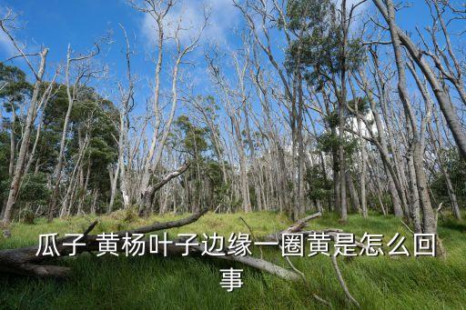  瓜子 黃楊葉子邊緣一圈黃是怎么回事