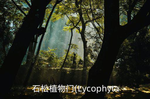 石松,泡酒后的石松是什么樣的?