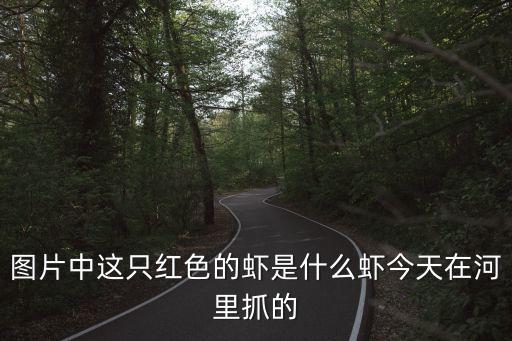 圖片中這只紅色的蝦是什么蝦今天在河里抓的