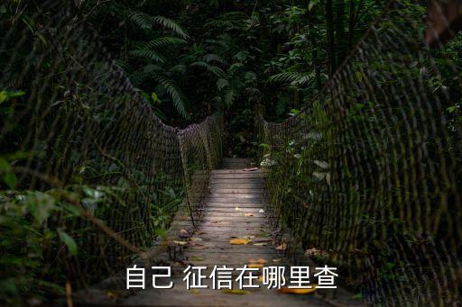 自己 征信在哪里查