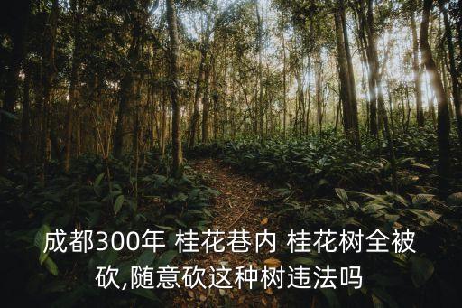 成都300年 桂花巷內(nèi) 桂花樹全被砍,隨意砍這種樹違法嗎