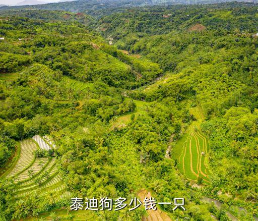 一只泰迪狗多少錢，泰迪犬多少錢1只