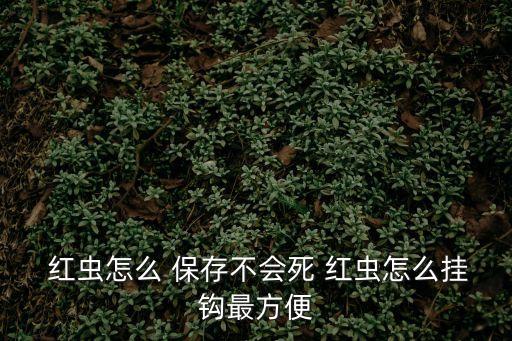  紅蟲怎么 保存不會死 紅蟲怎么掛鉤最方便