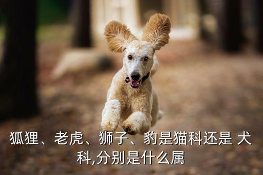 狐貍、老虎、獅子、豹是貓科還是 犬科,分別是什么屬