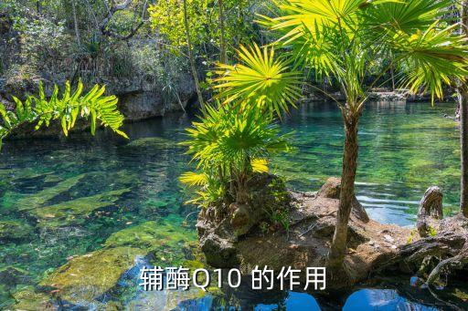 輔酶Q10 的作用
