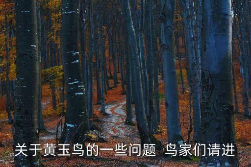 關于黃玉鳥的一些問題  鳥家們請進
