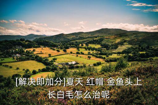 [解決即加分]夏天 紅帽 金魚頭上長白毛怎么治呢