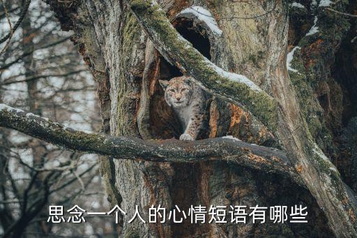 想念一個(gè)人的說說，思念的句子