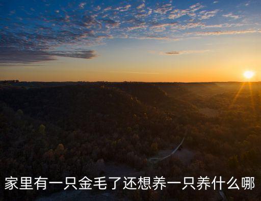 家里有一只金毛了還想養一只養什么哪