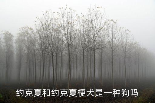 約克夏梗犬，約克夏和約克夏梗犬是一種狗嗎