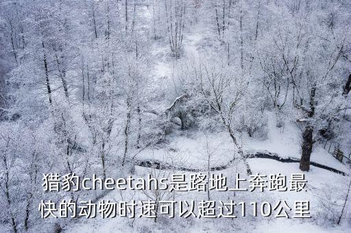獵豹cheetahs是路地上奔跑最快的動物時速可以超過110公里