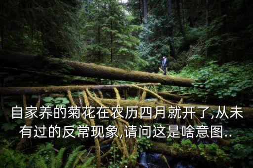 自家養的菊花在農歷四月就開了,從未有過的反常現象,請問這是啥意圖...