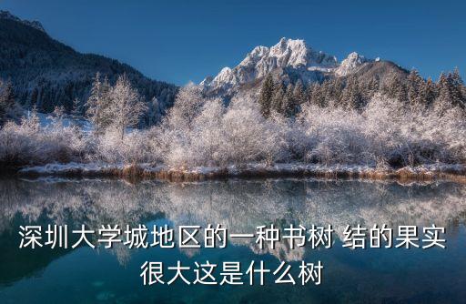 深圳長大果子的樹，我在深圳龍華公園看見一種樹木結的果實像扁豆體形超大比扁豆