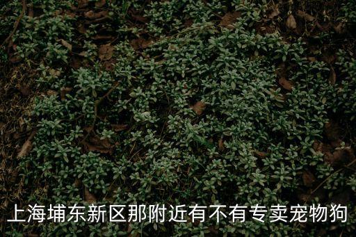 上海埔東新區那附近有不有專賣寵物狗