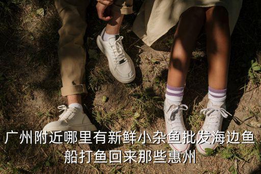 廣州附近哪里有新鮮小雜魚批發(fā)海邊魚船打魚回來那些惠州
