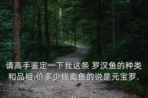 羅漢魚價格,20厘米羅漢魚價格