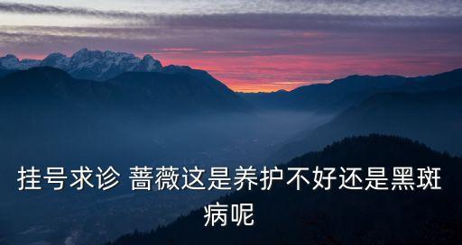 掛號(hào)求診 薔薇這是養(yǎng)護(hù)不好還是黑斑病呢