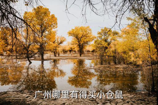 廣州崗頂哪里有賣倉鼠，廣州哪里有得賣倉鼠