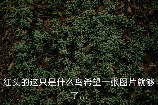 紅頭的這只是什么鳥希望一張圖片就夠了...