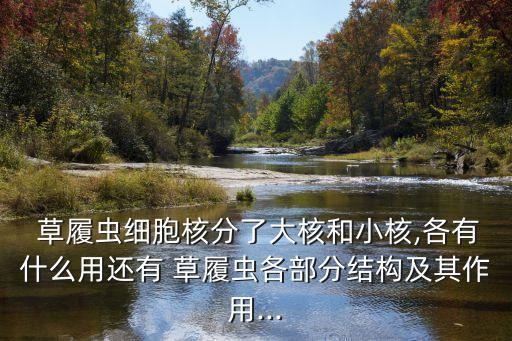 草履蟲結構圖,草履蟲的結構和功能是什么?