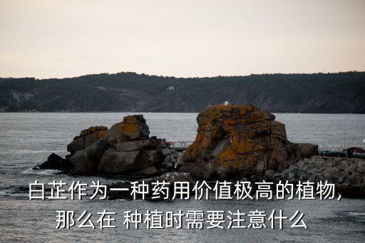 白芷種植技術(shù),中藥材白芷種植技術(shù)
