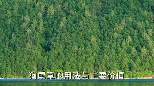 毛毛狗,用柳樹毛毛狗做菜?柳絮炒雞蛋