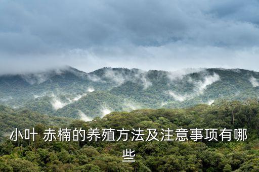赤楠盆景圖片,紅楠盆景怎么養(yǎng)?養(yǎng)護(hù)得法可長盛不衰