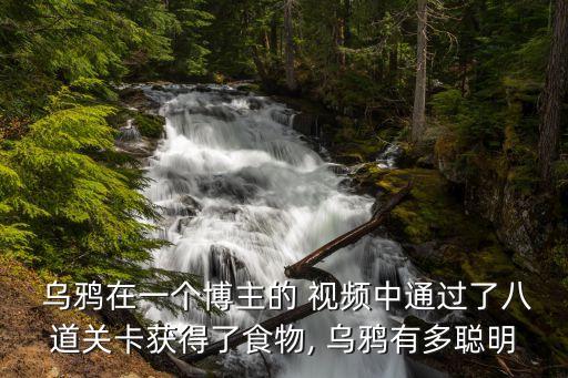  烏鴉在一個博主的 視頻中通過了八道關卡獲得了食物, 烏鴉有多聰明