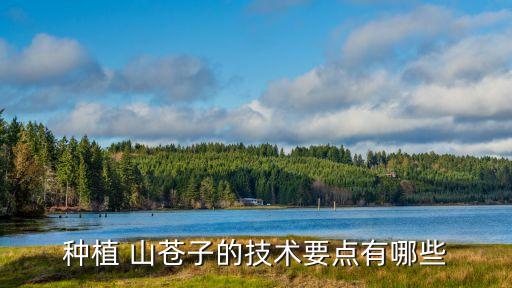 種植 山蒼子的技術要點有哪些