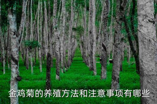 金雞菊