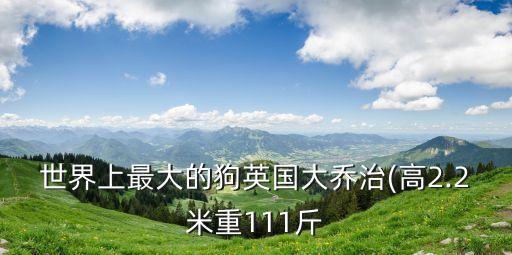 世界上最大的狗英國大喬治(高2.2米重111斤