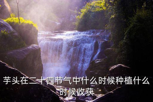 芋頭在二十四節氣中什么時候種植什么時候收獲